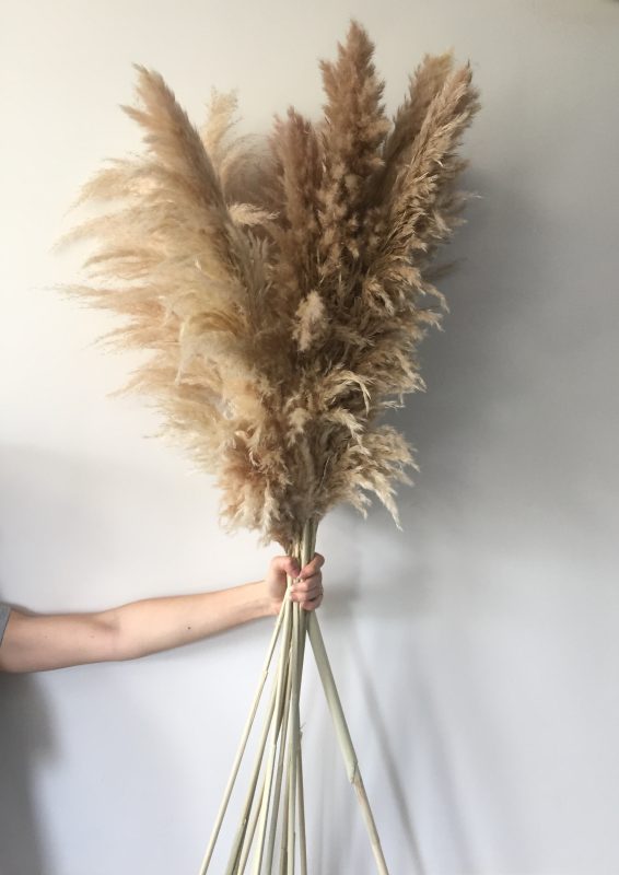 pampas stems